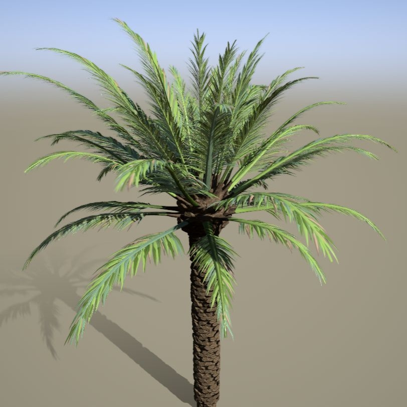 درخت نخل