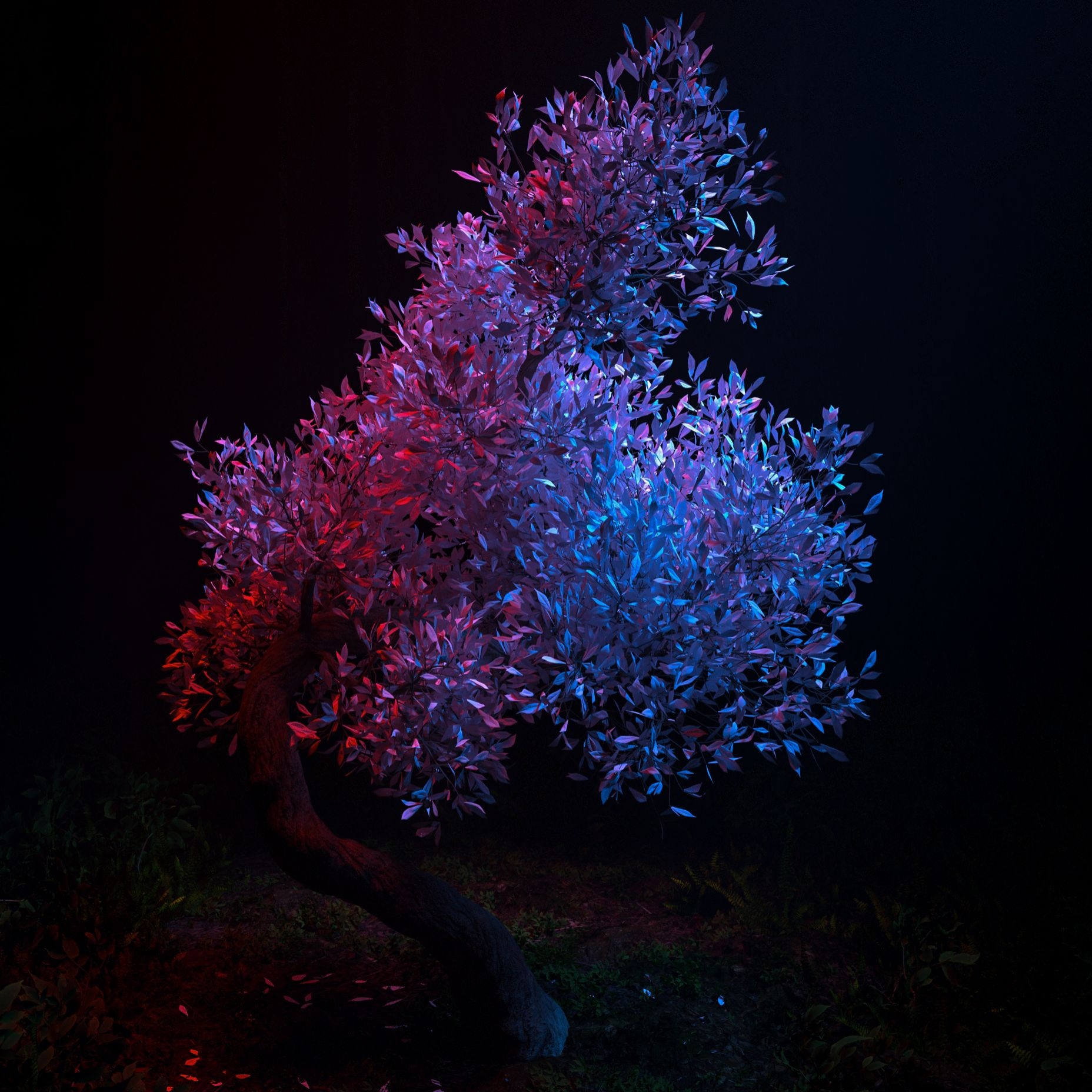 جنگل مه آلود