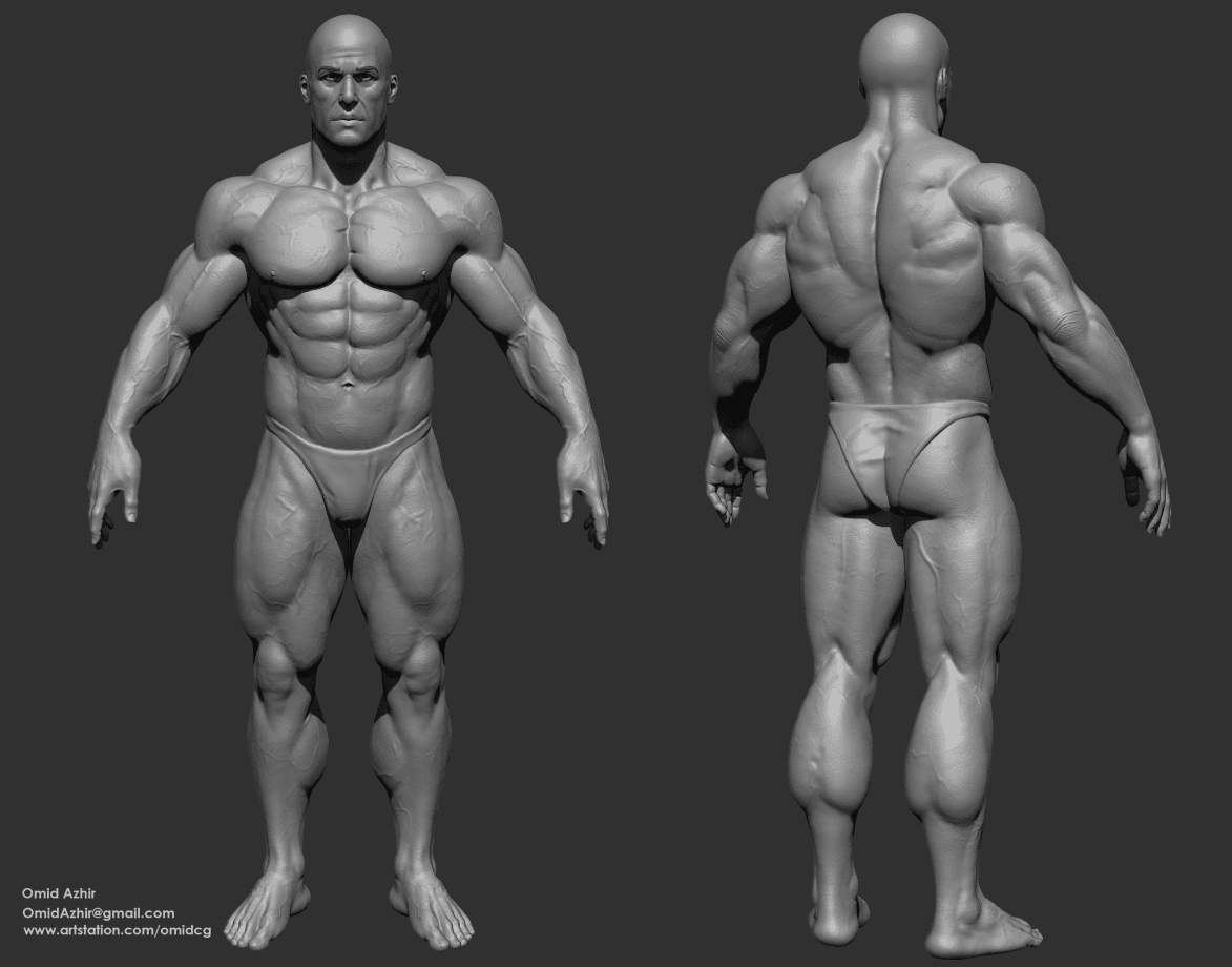 Anatomy study