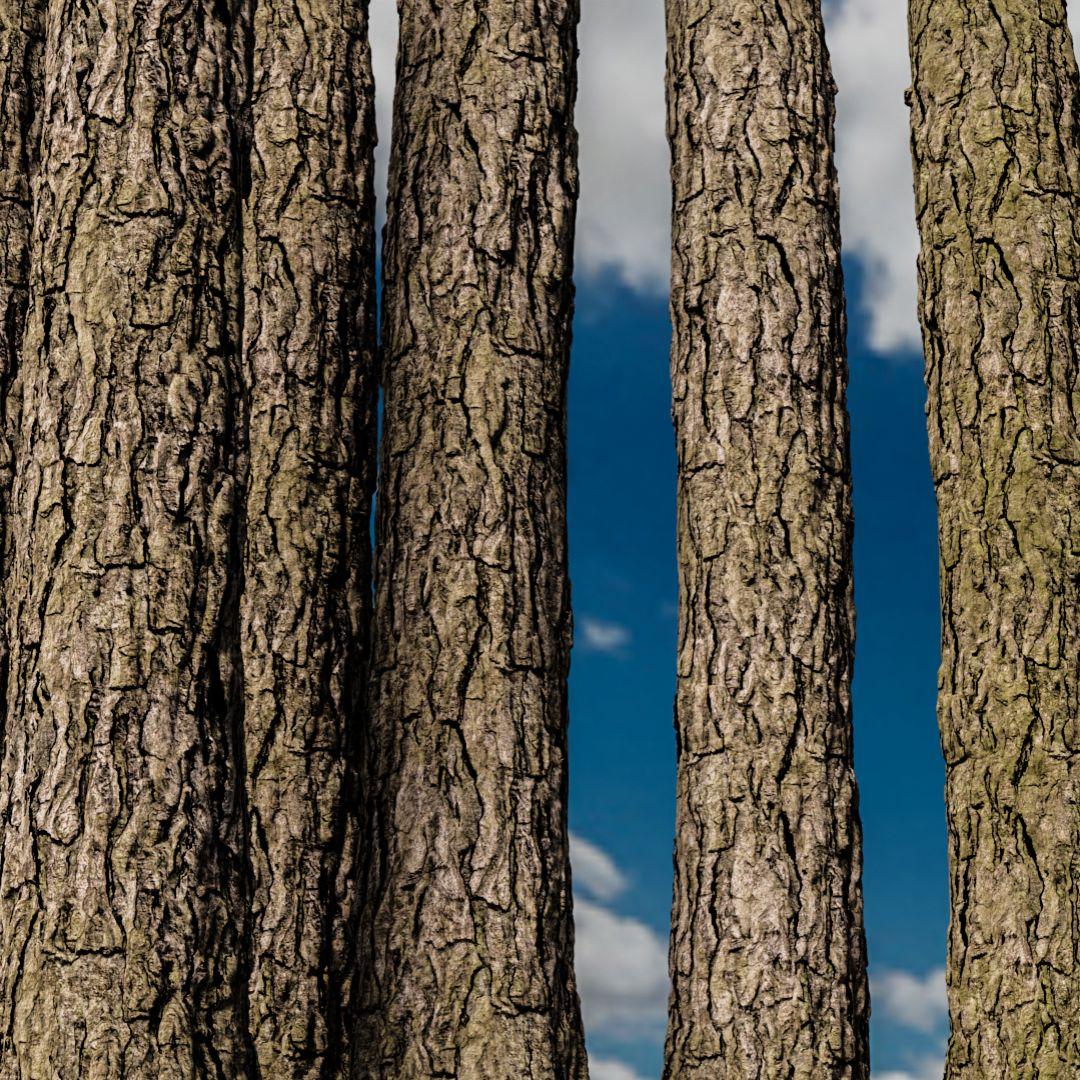 TREE BARK