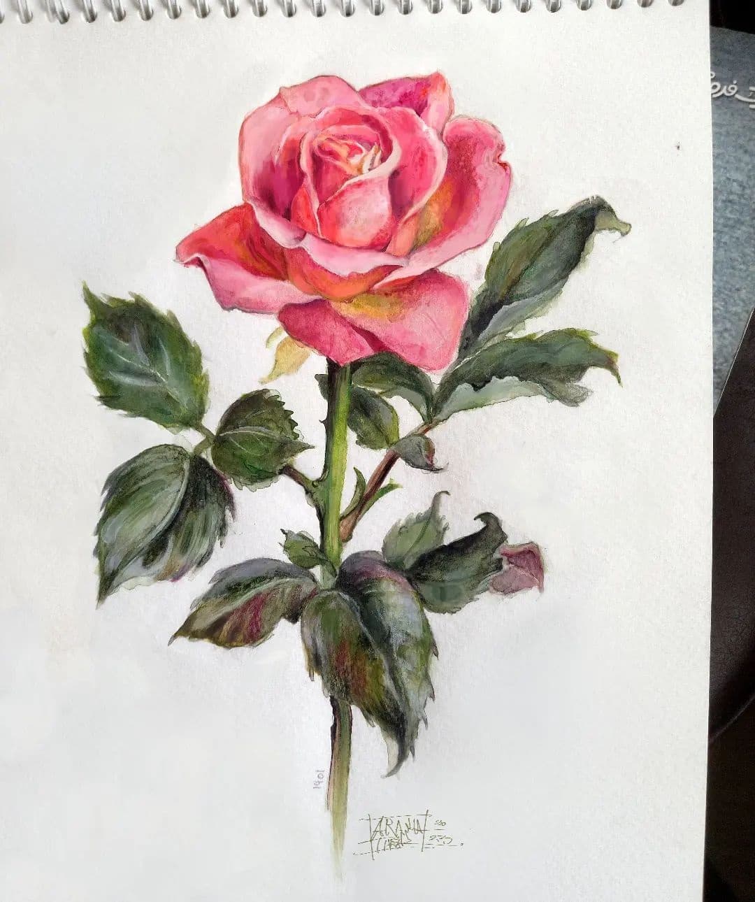 rose painting watercolor