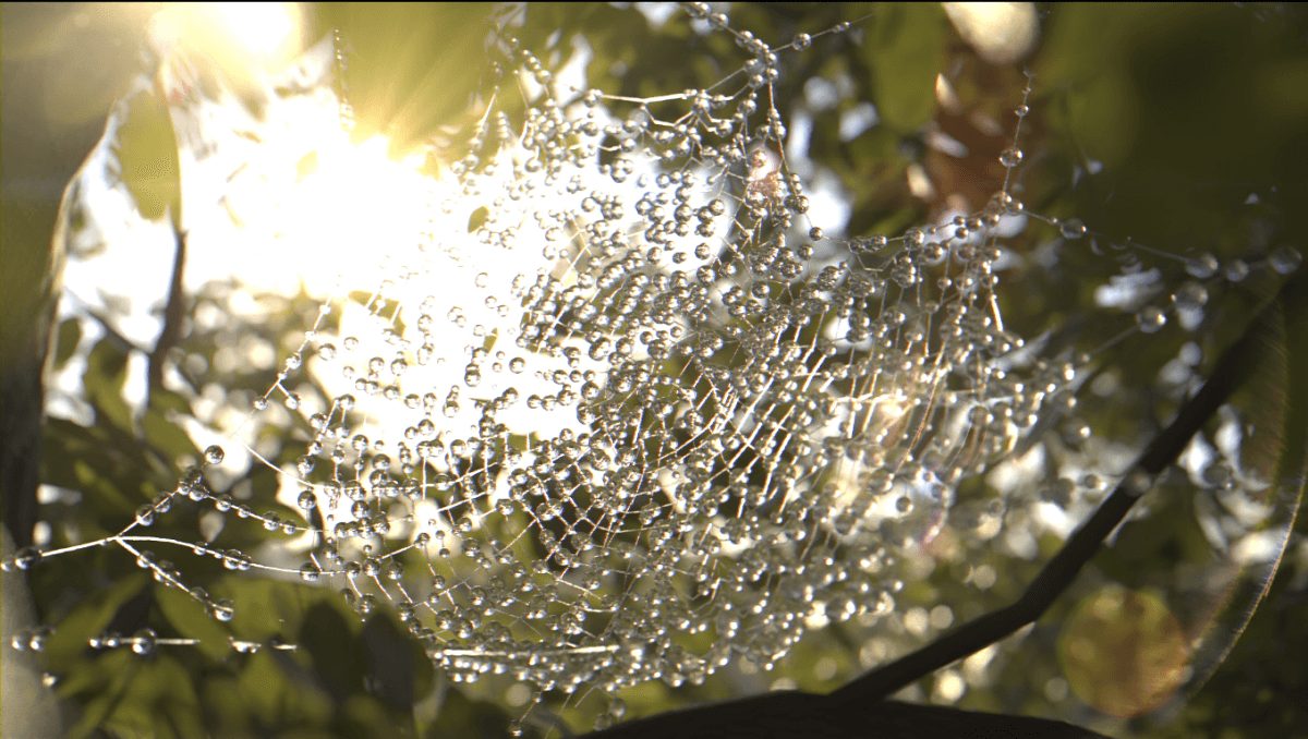 SPIDER WEB