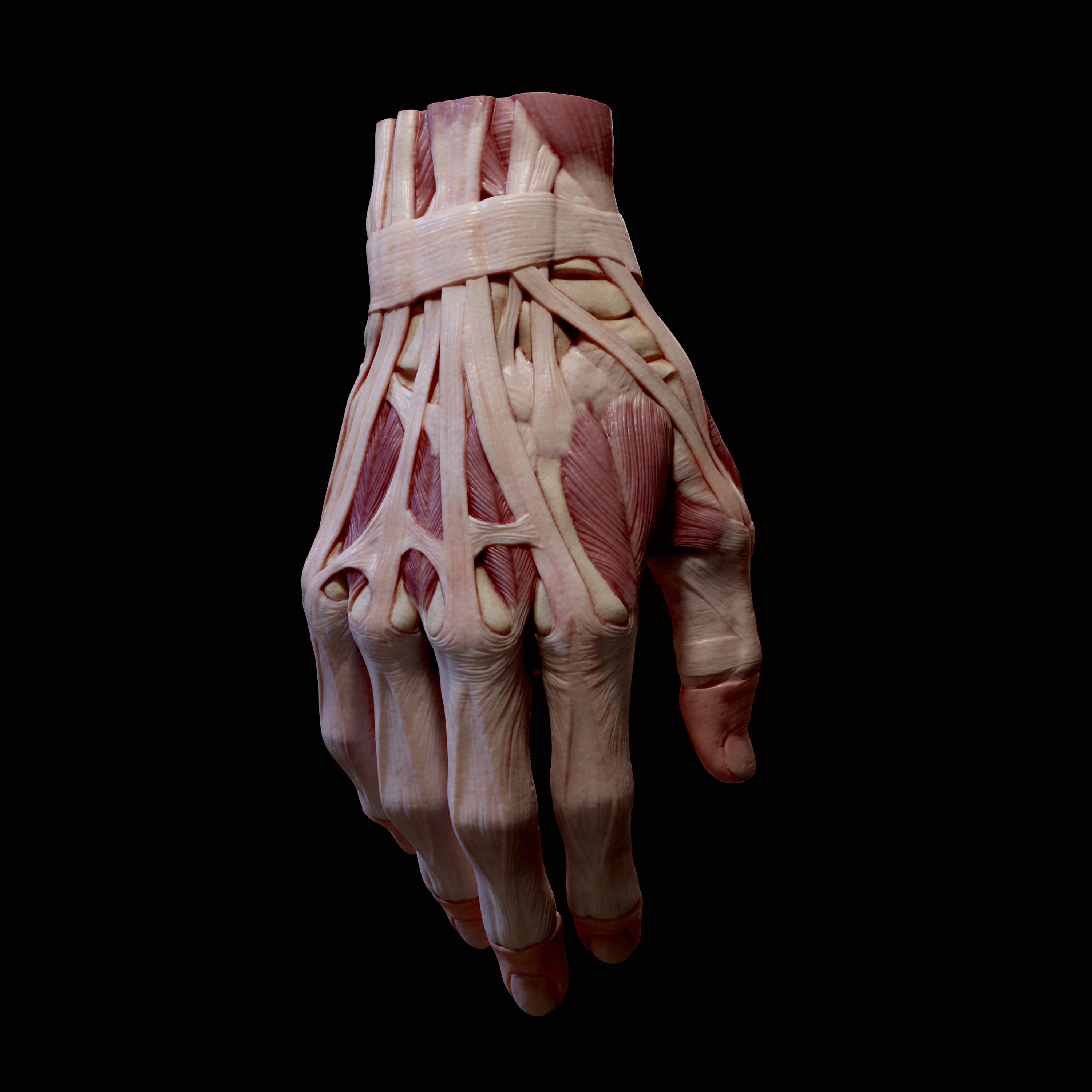 Hand Anatomy