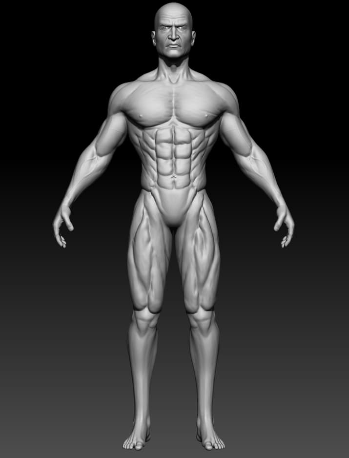 anatomy_samurai