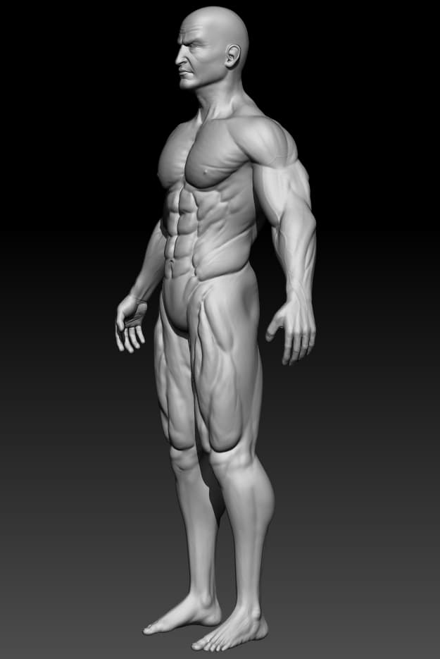 anatomy_samurai