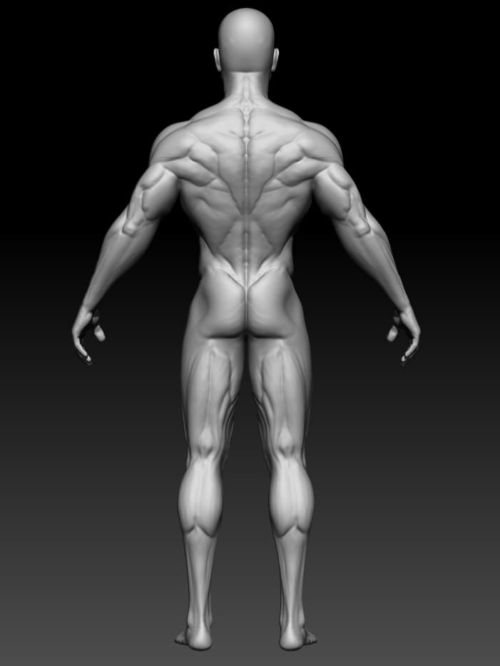 anatomy_samurai