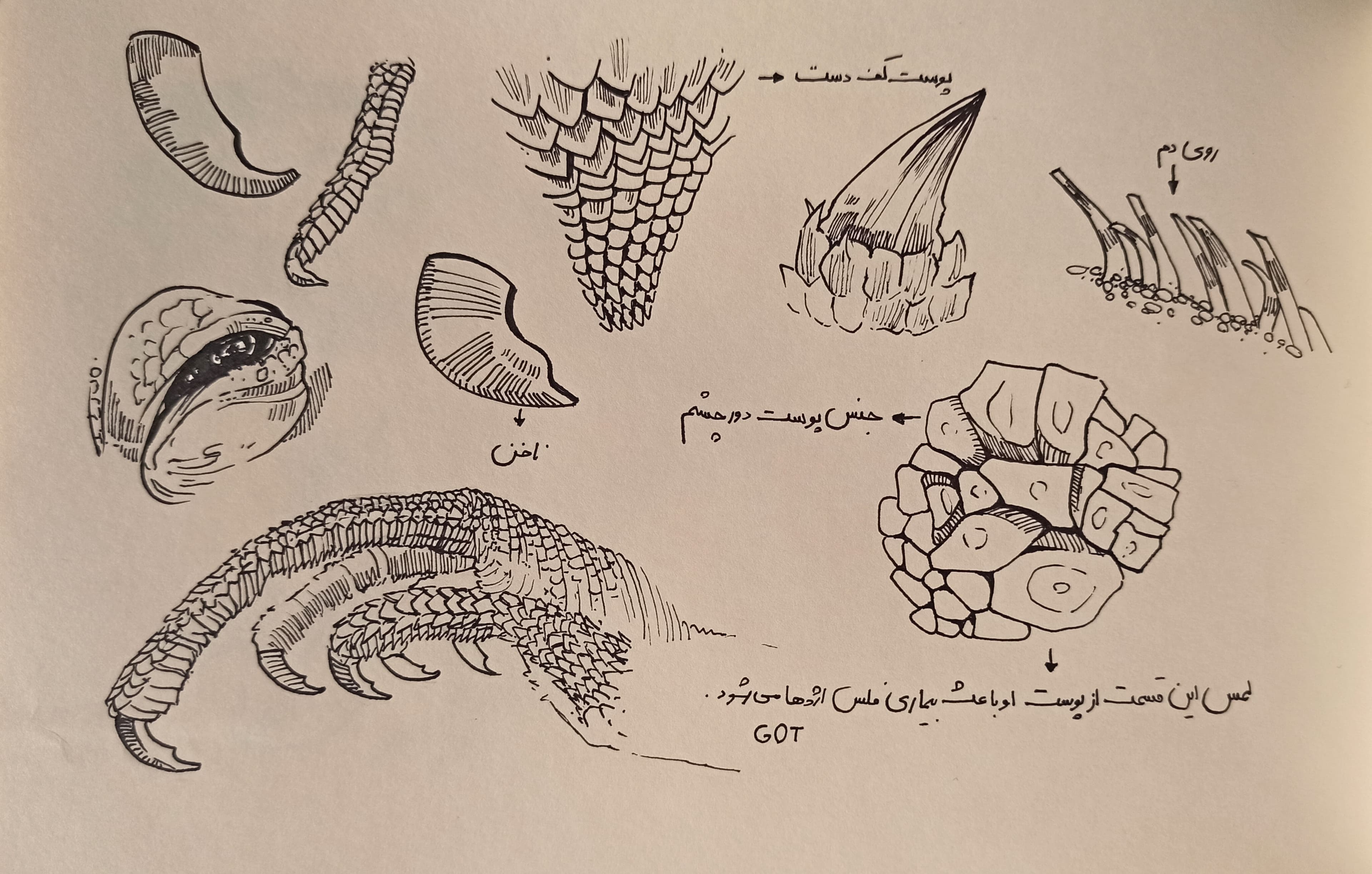 Creature design