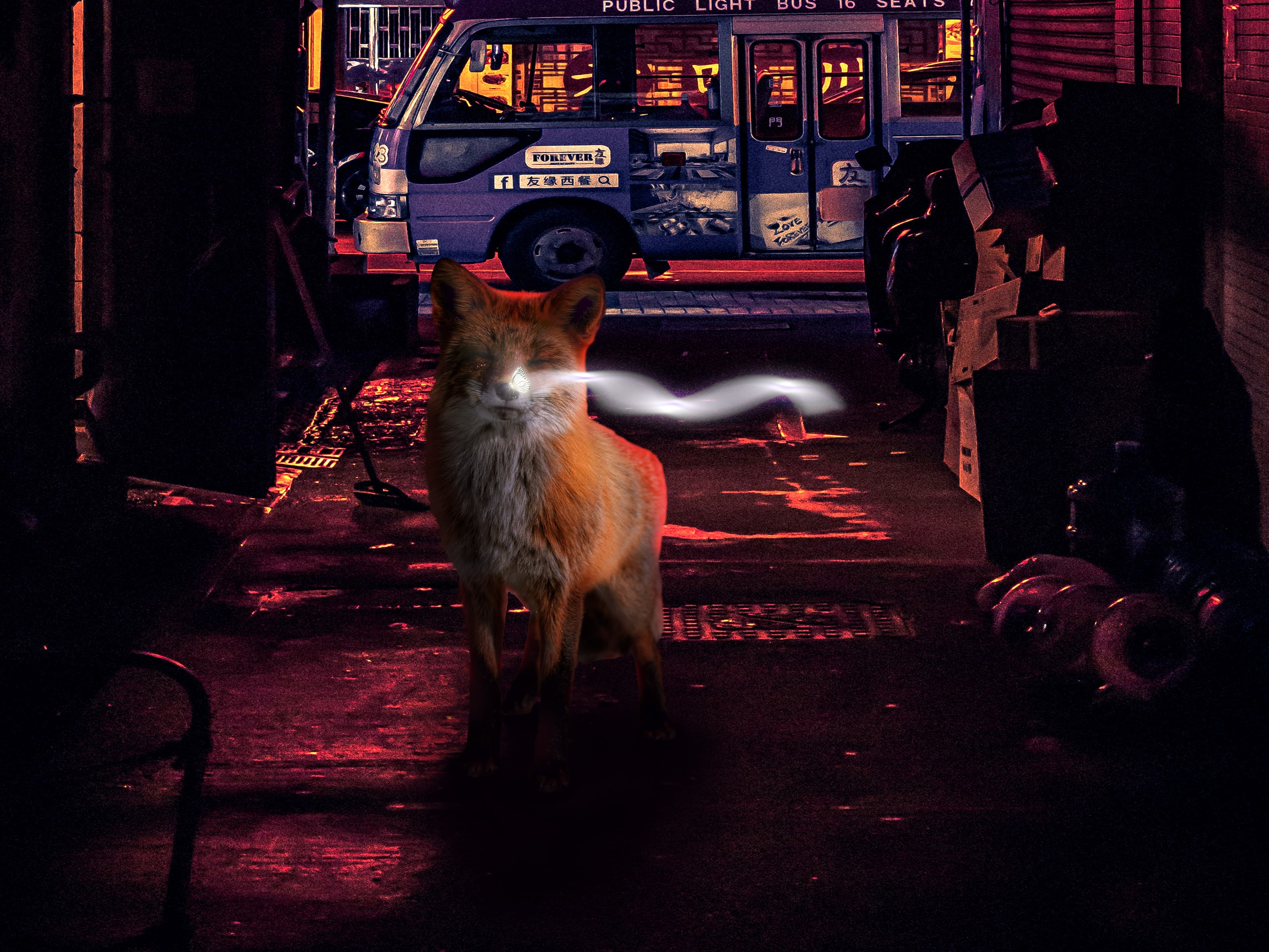 Fox & Light