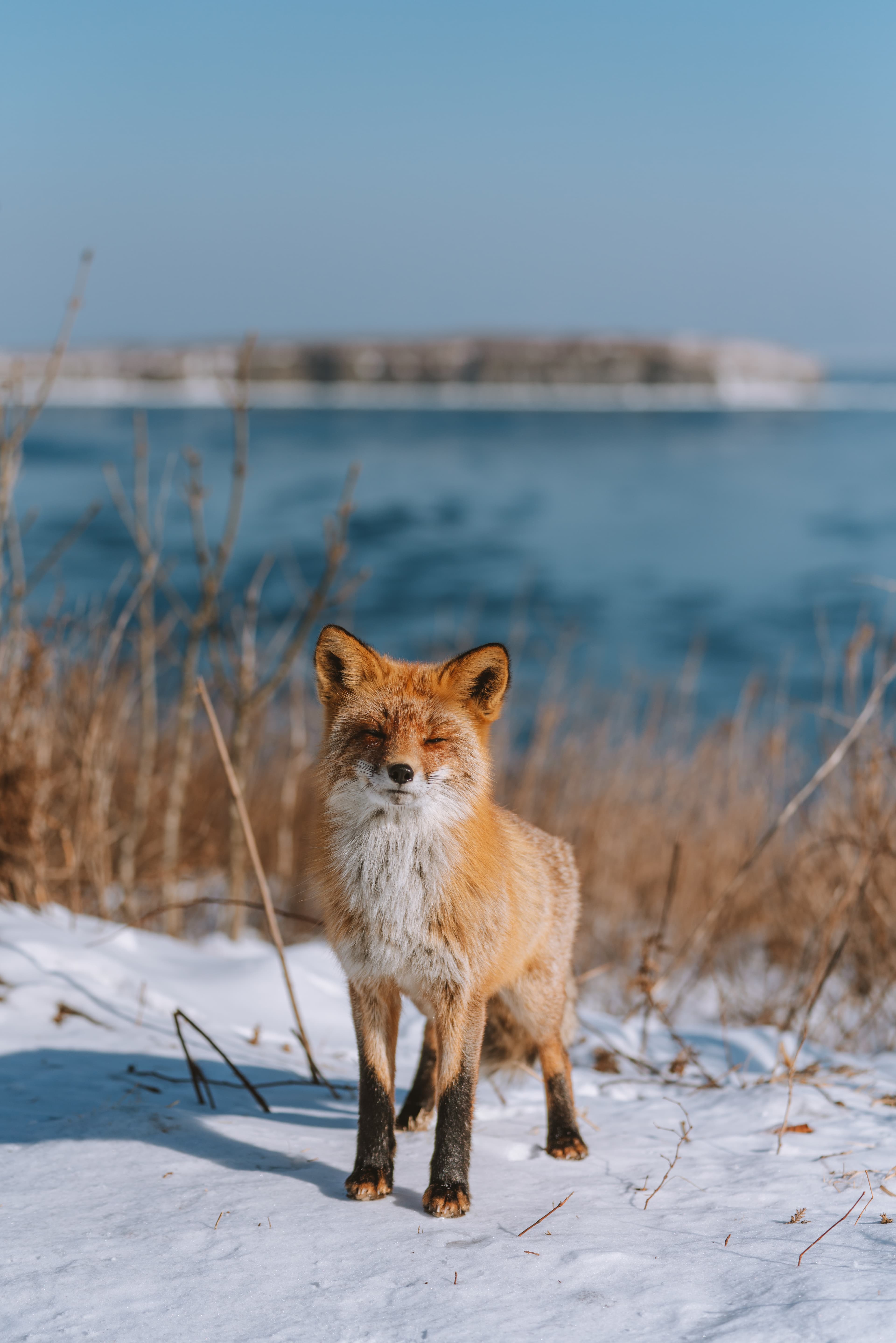 Fox & Light