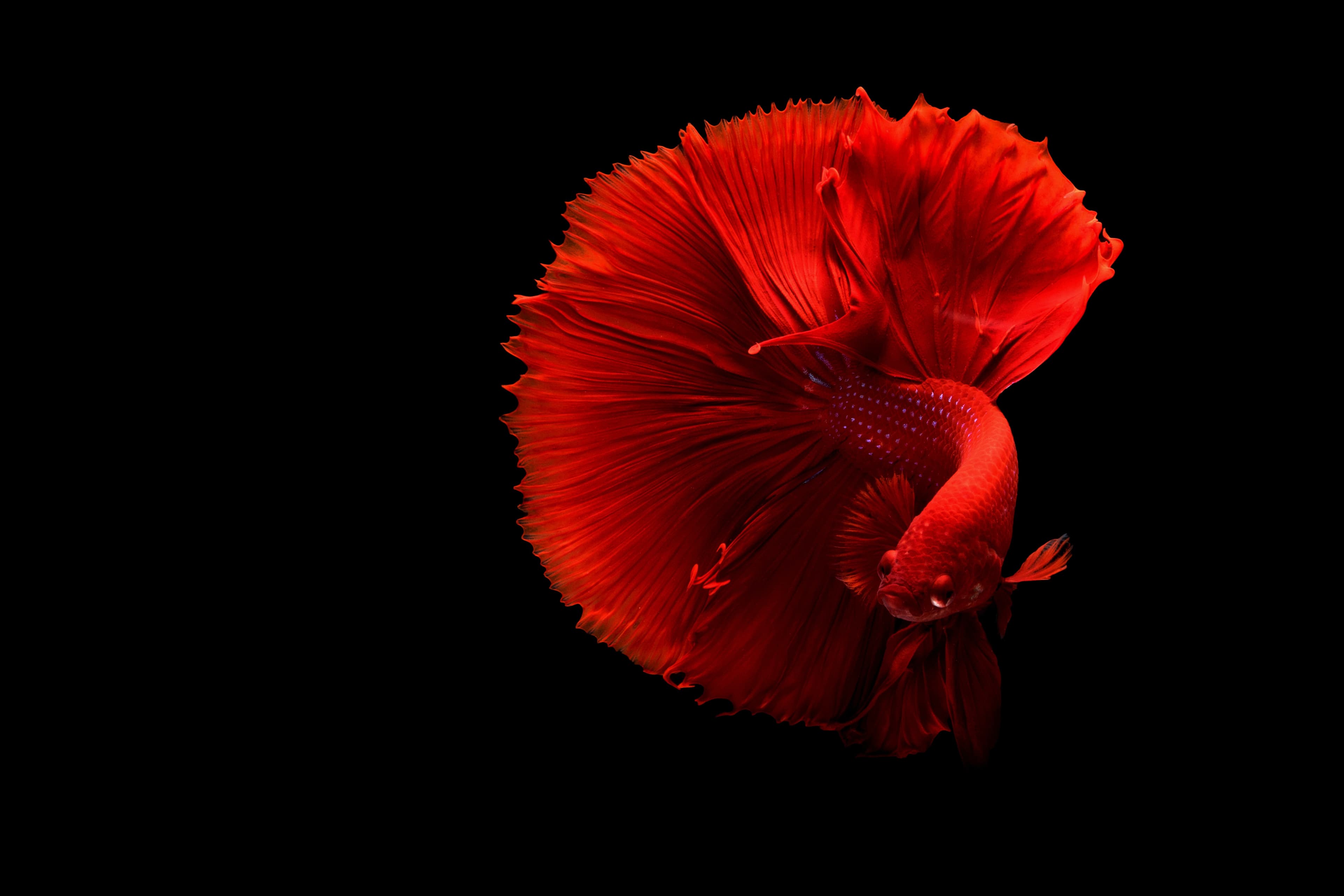 ماهی آسمانی (Sky Fish)