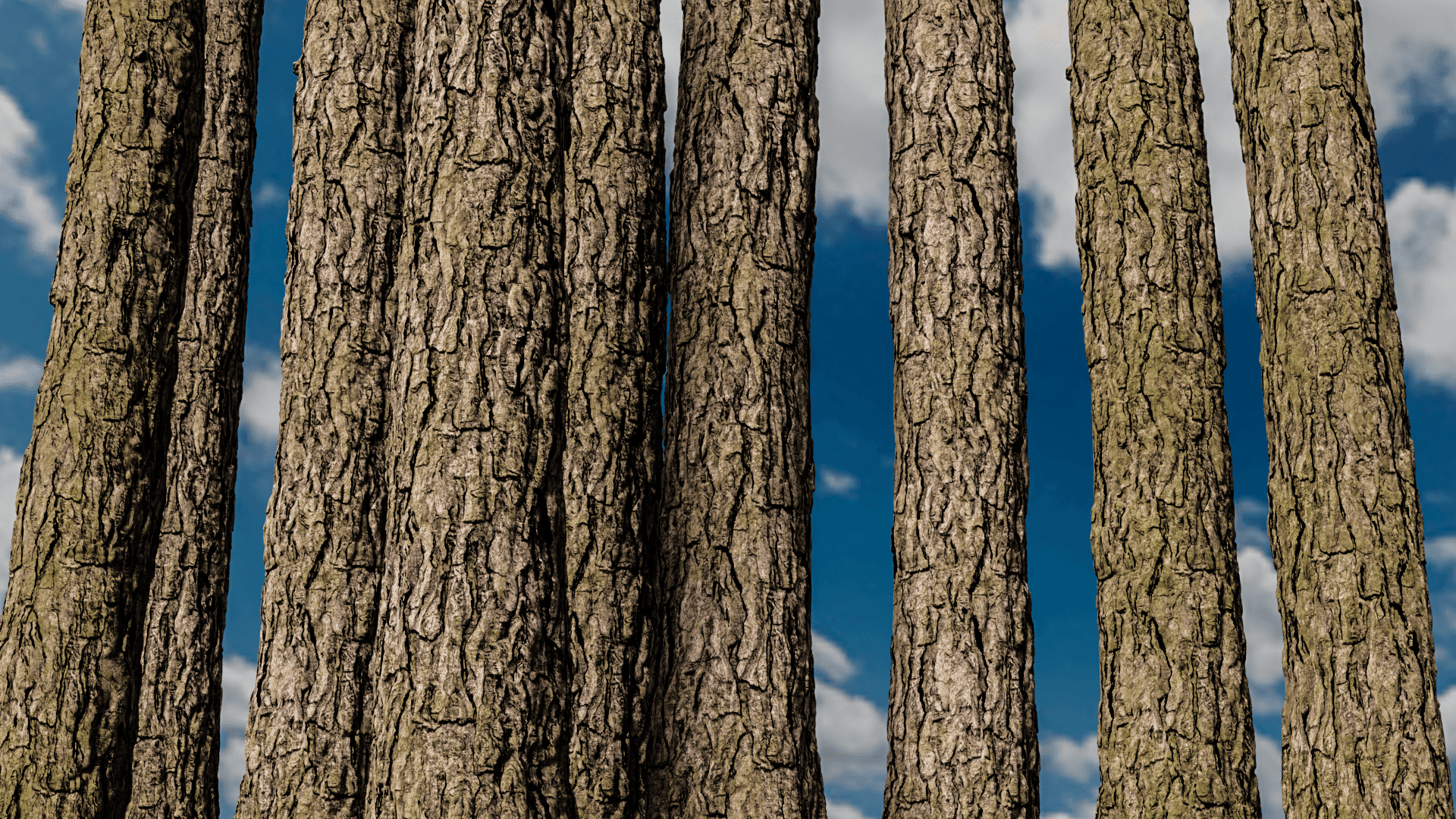TREE BARK