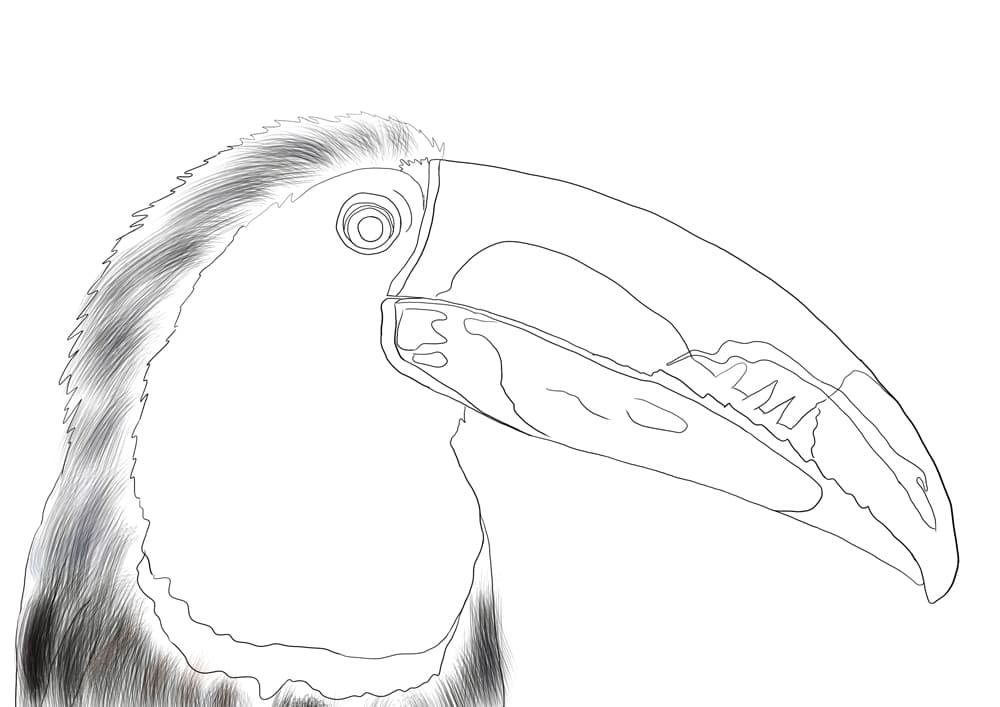 تصویر سازی طوطی