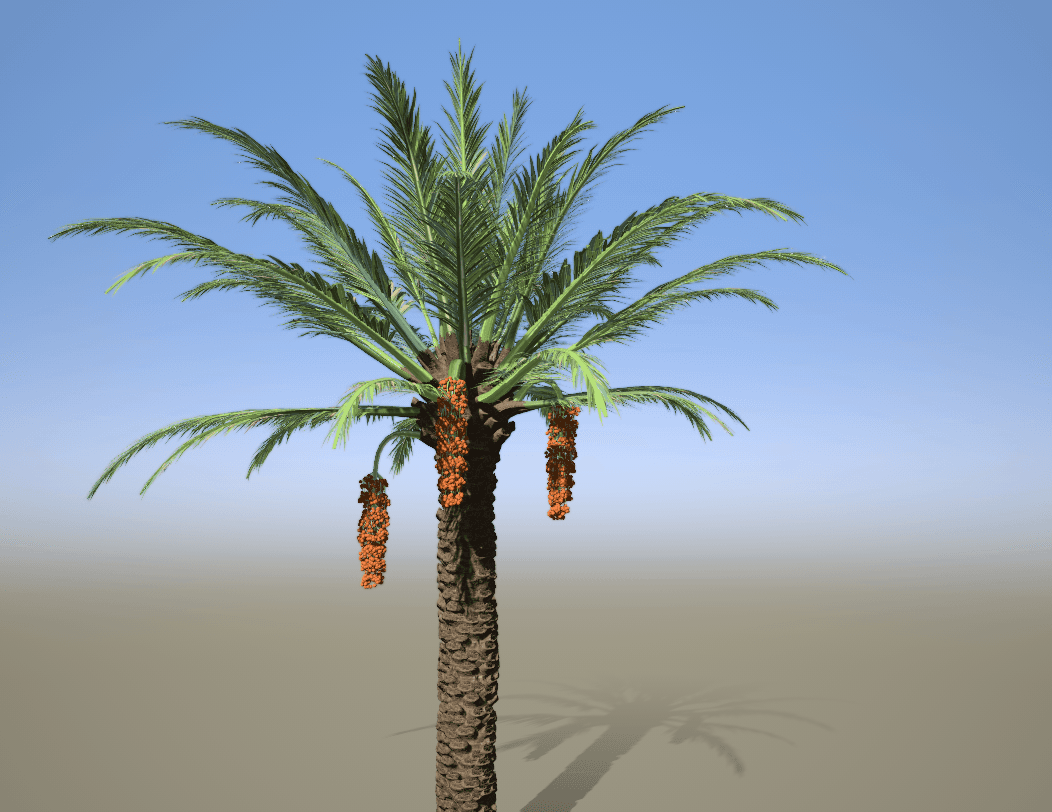 درخت نخل