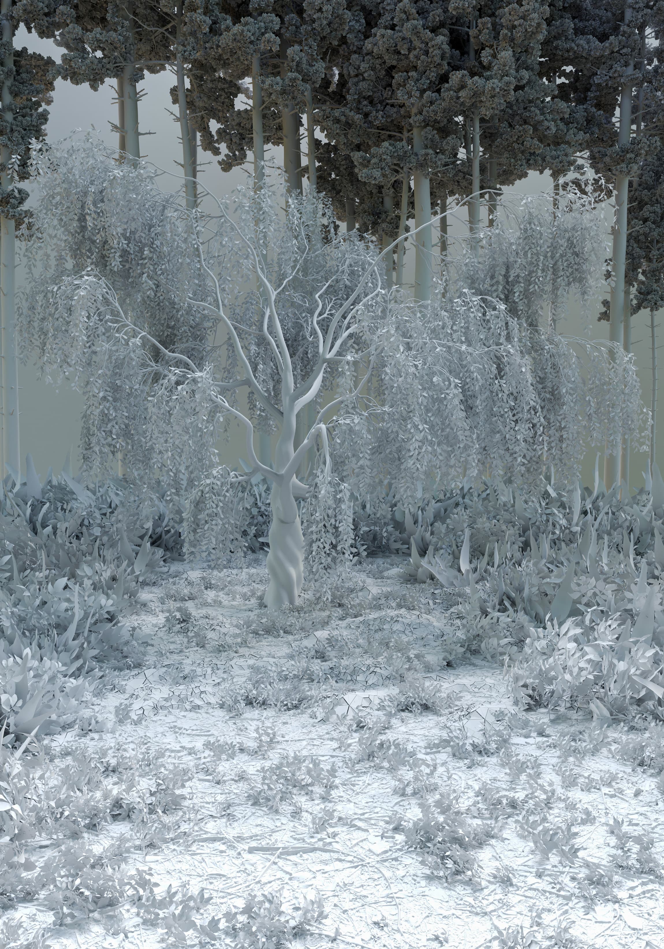 جنگل مه آلود