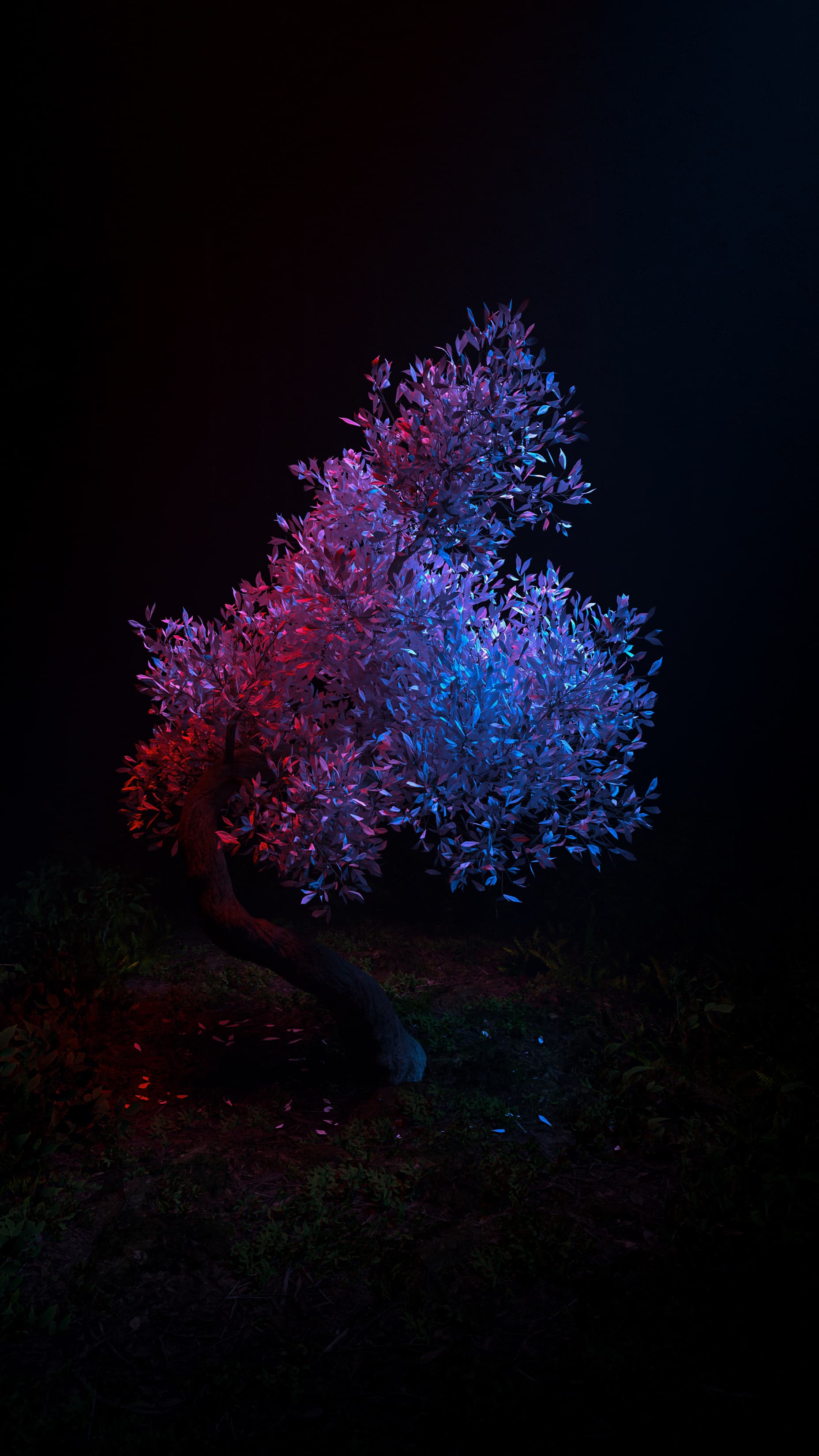 جنگل مه آلود