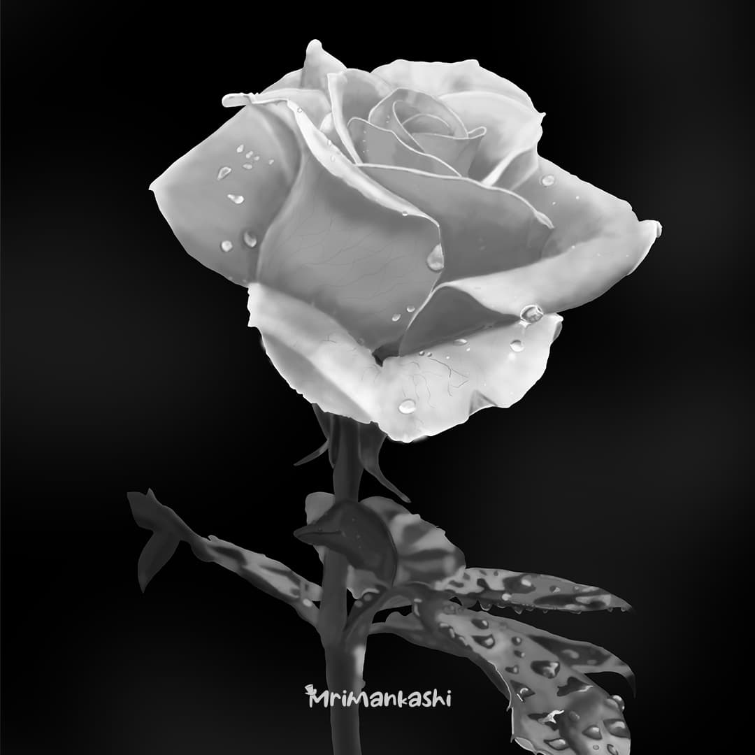 تصویر سازی و نقاشی دیجیتالی گل رز