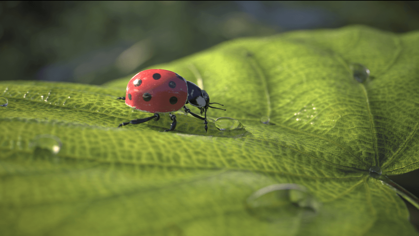 Morning Dew and Ladybug