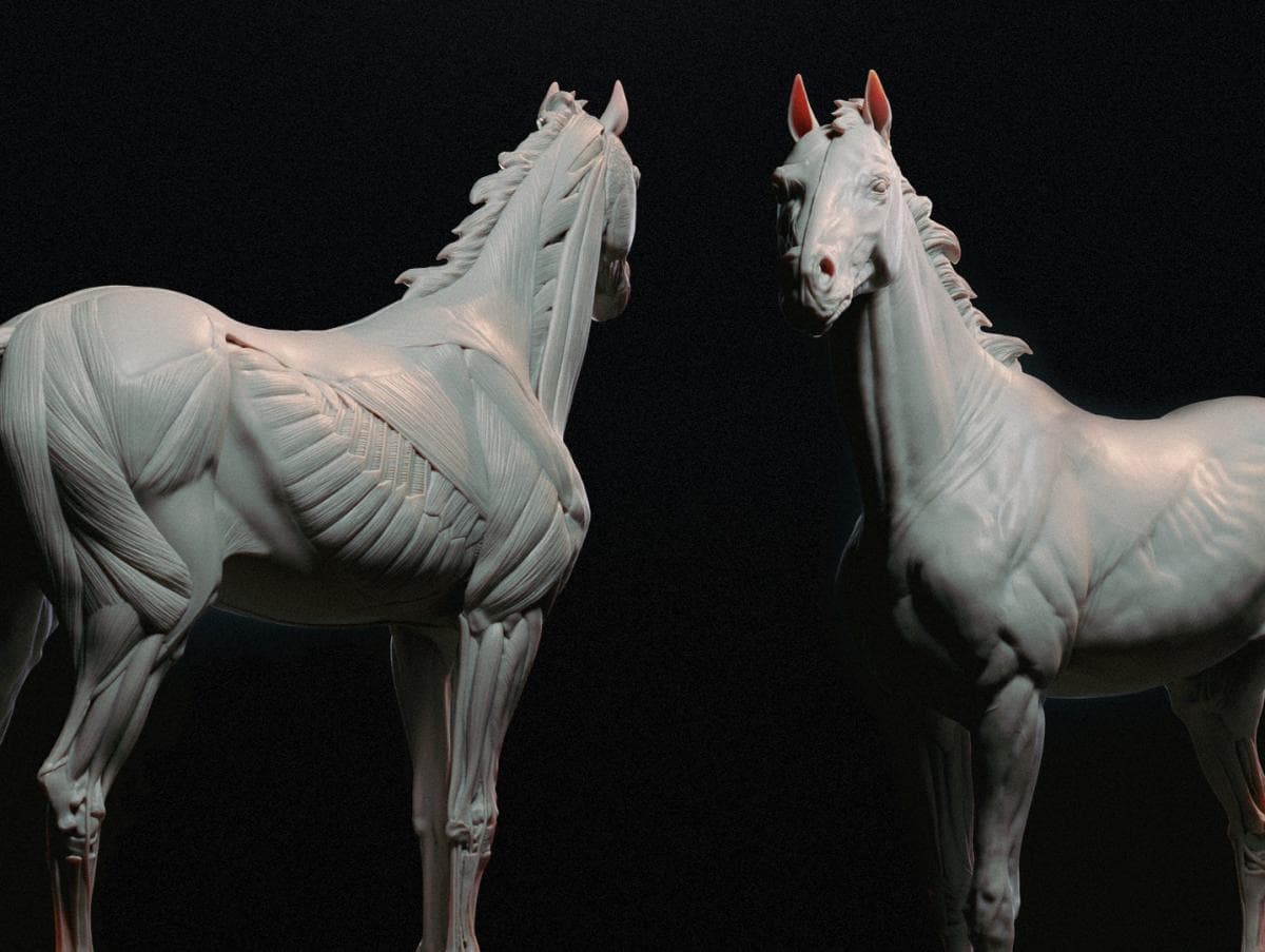 Horse Anatomy