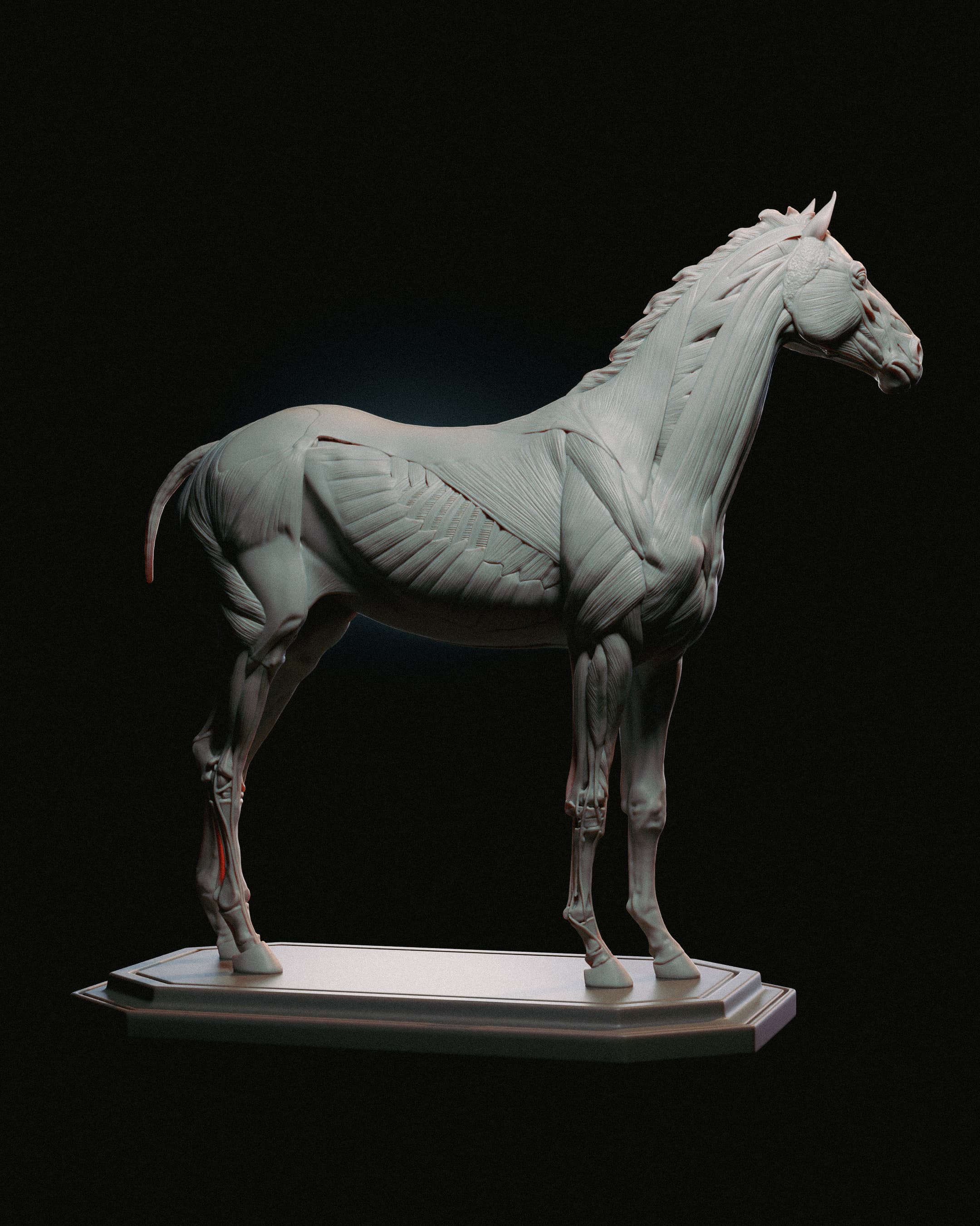 Horse Anatomy