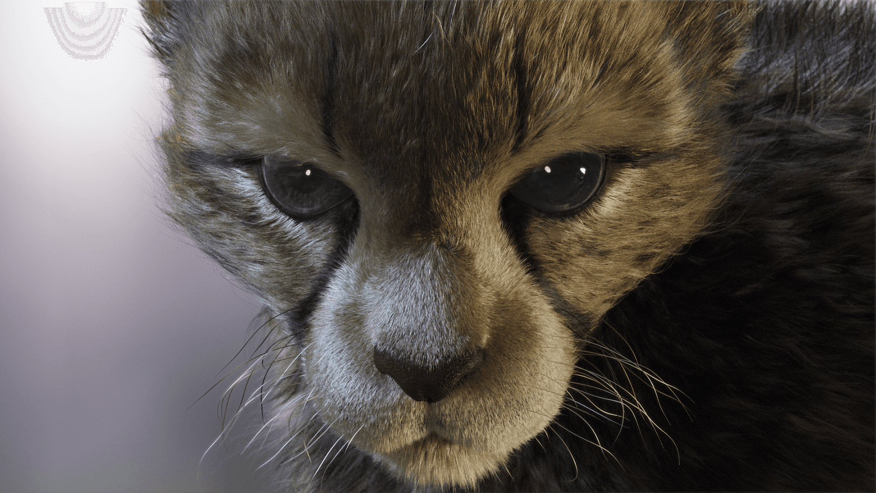 Cheetah (Yeti Grooming)