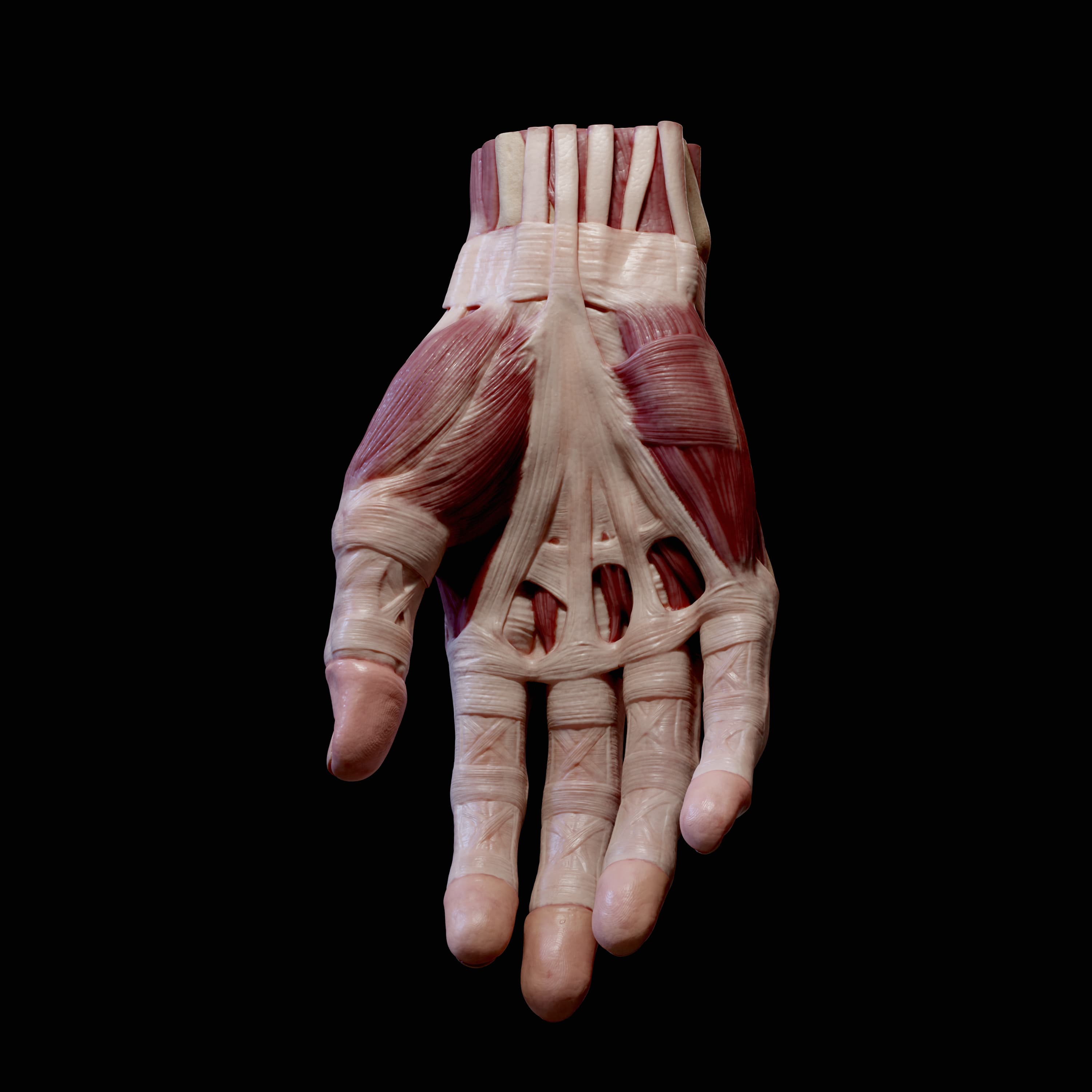 Hand Anatomy