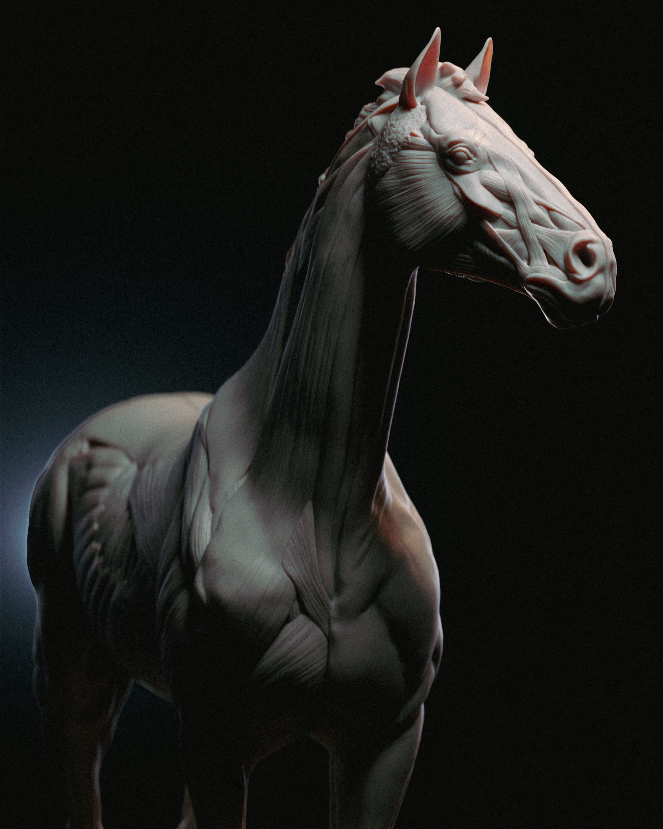 Horse Anatomy