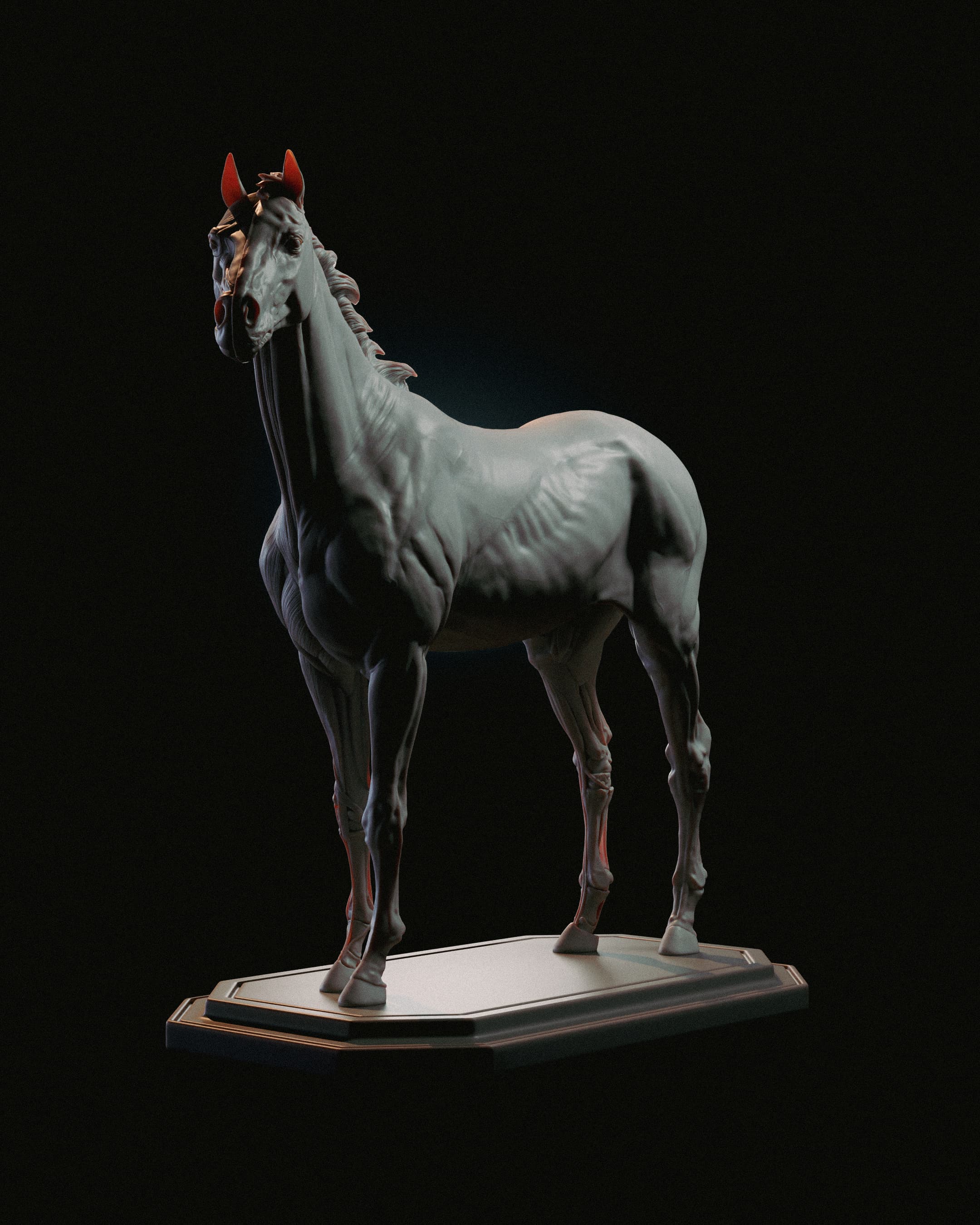 Horse Anatomy