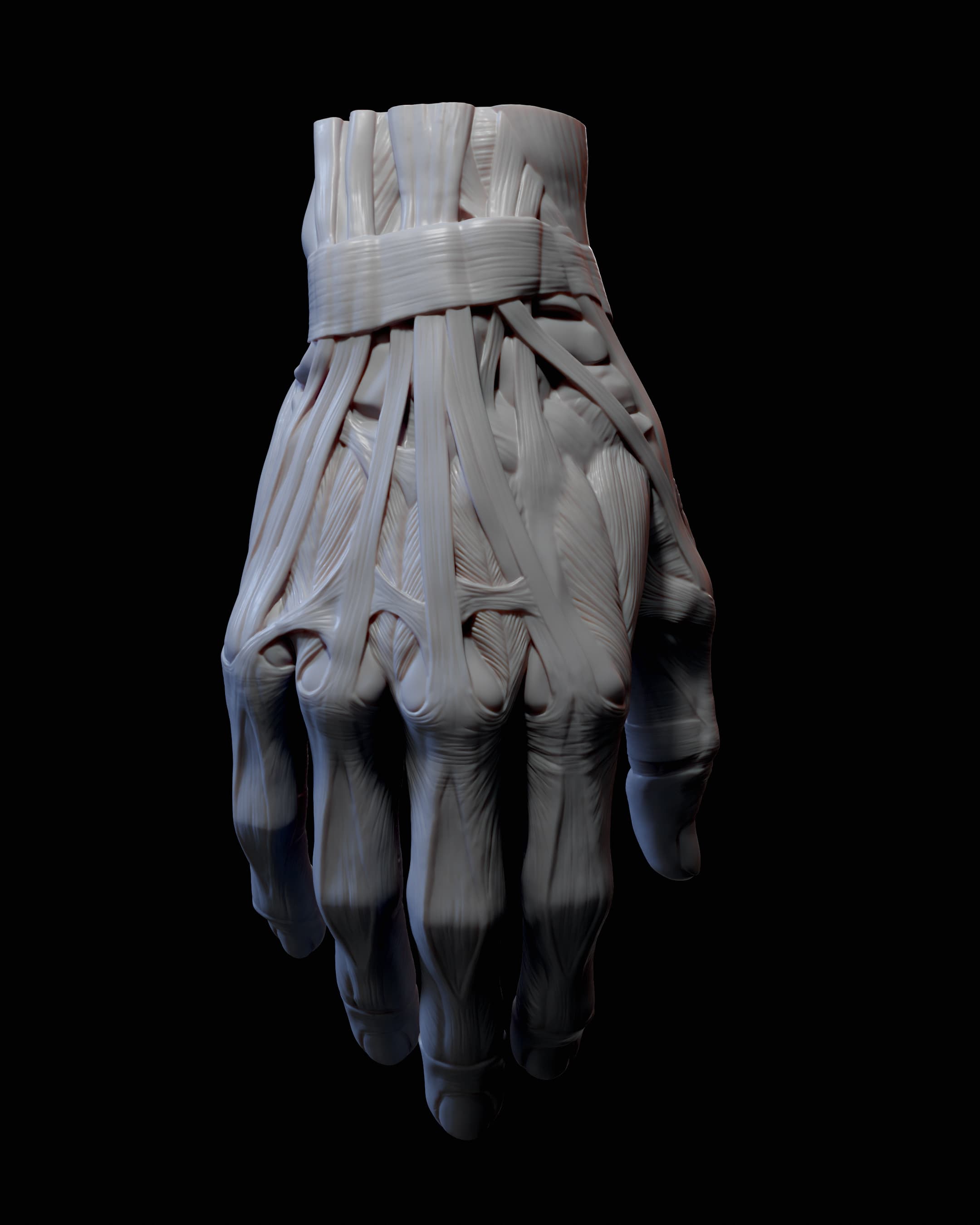 Hand Anatomy