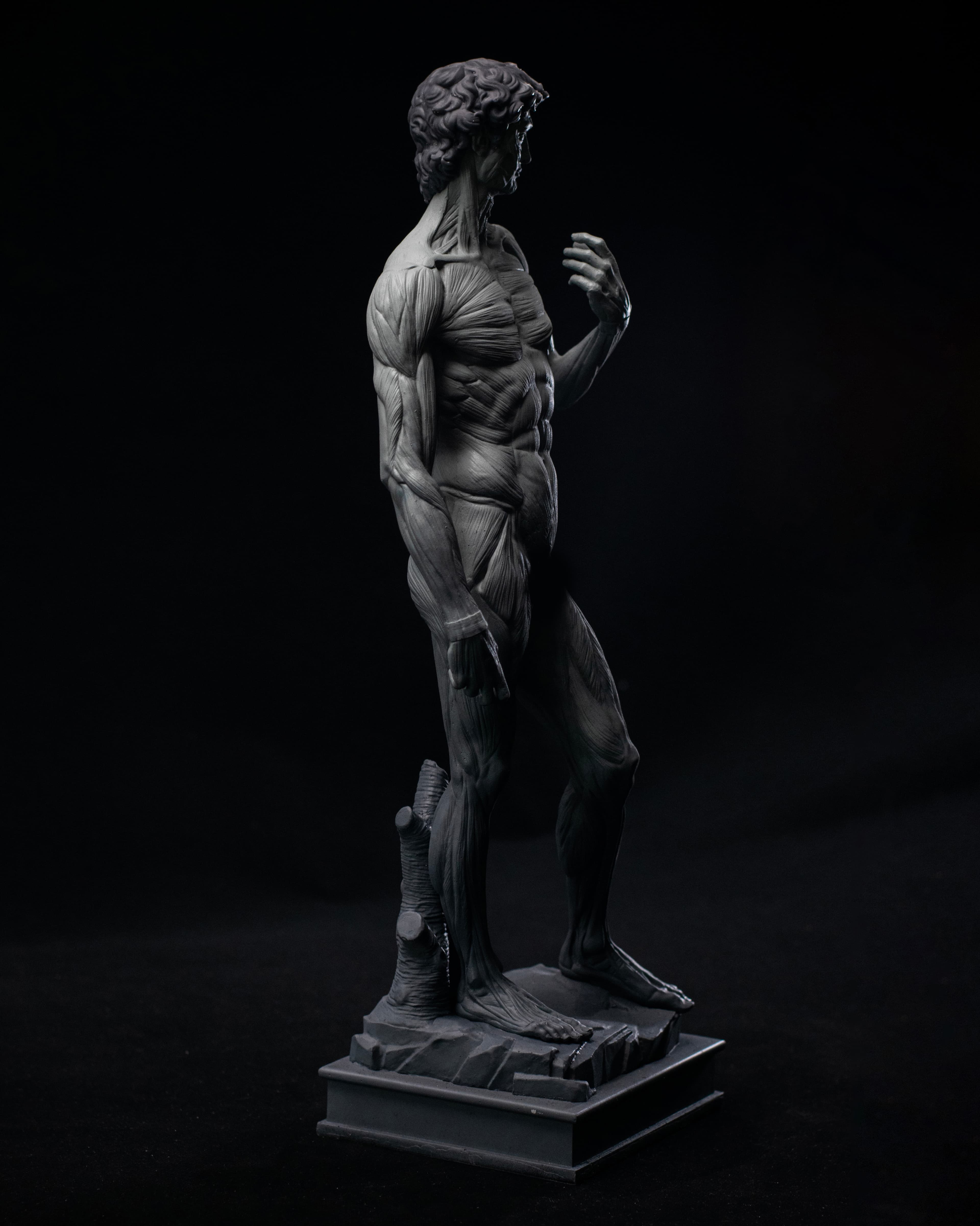 David Anatomy