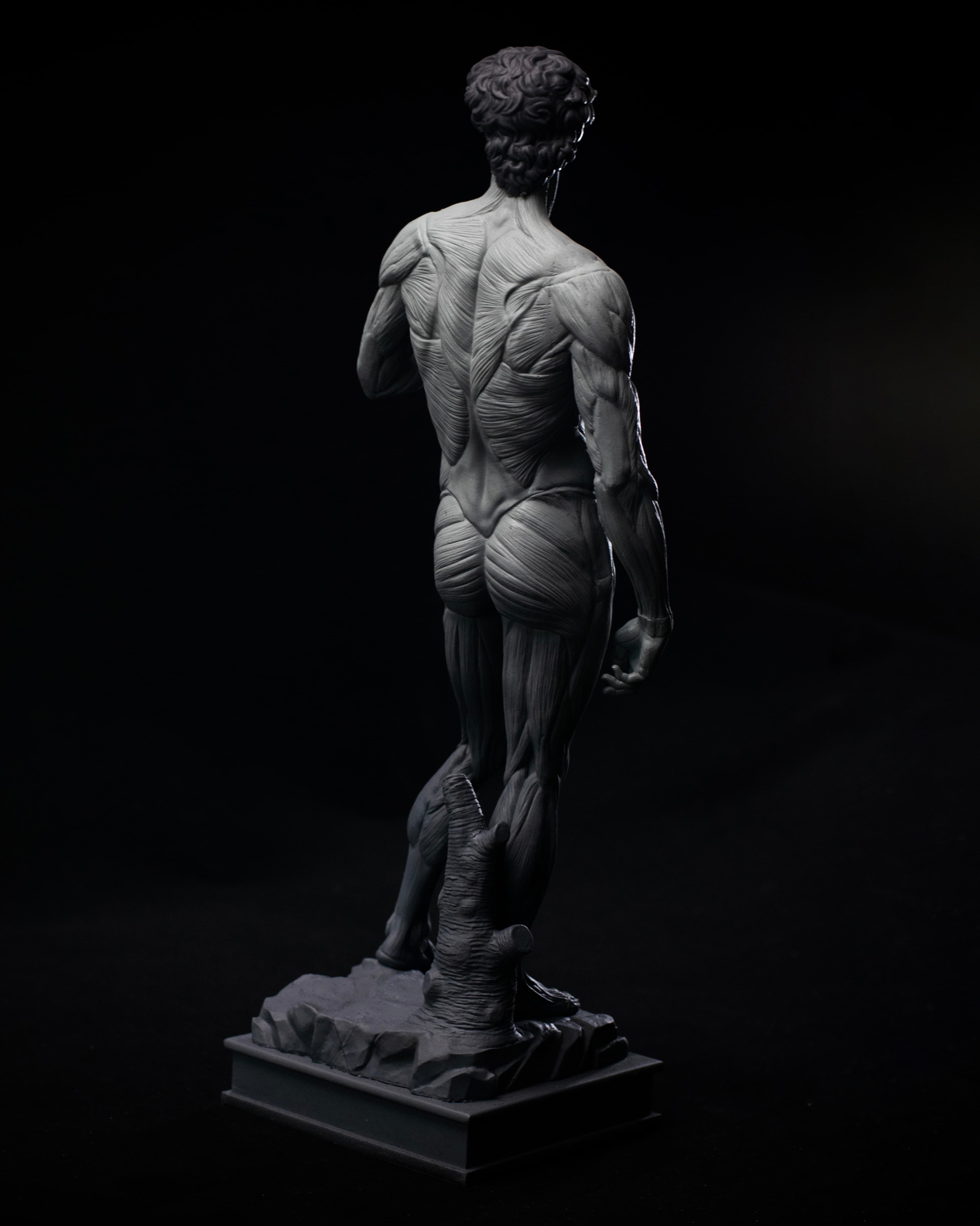 David Anatomy