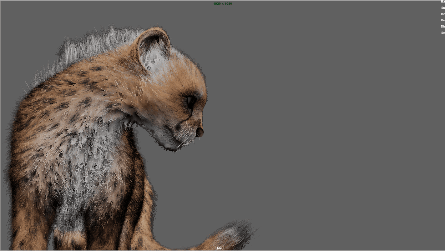 Cheetah (Yeti Grooming)
