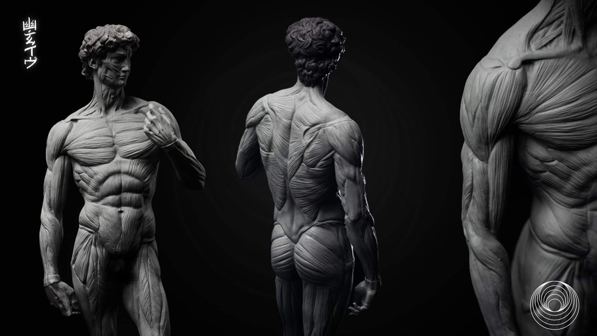 David Anatomy