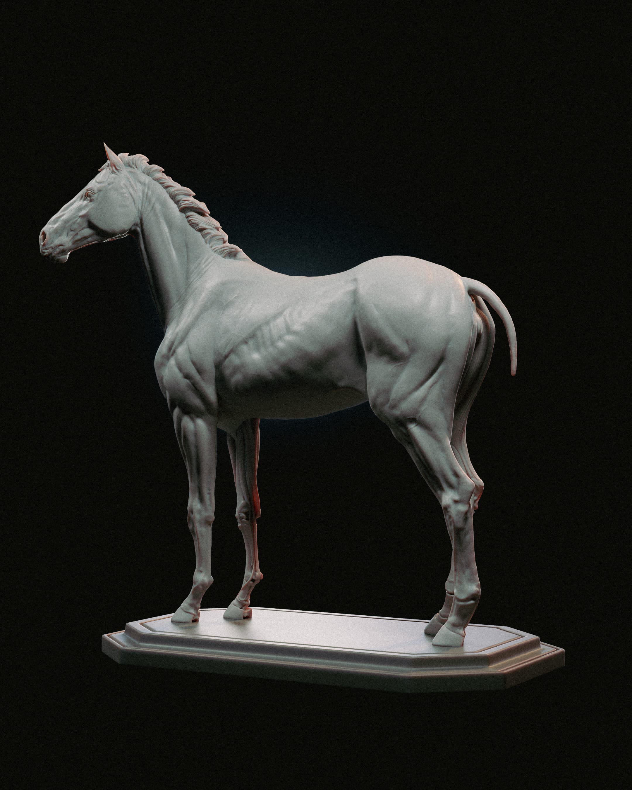 Horse Anatomy