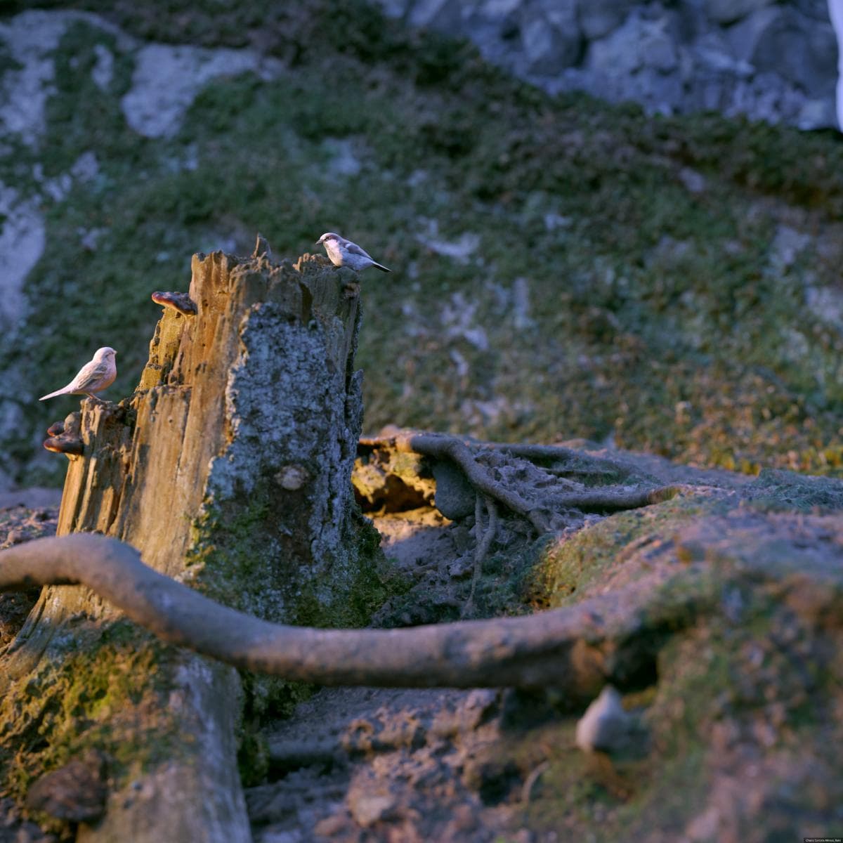 Teeny_weeny Sparrows