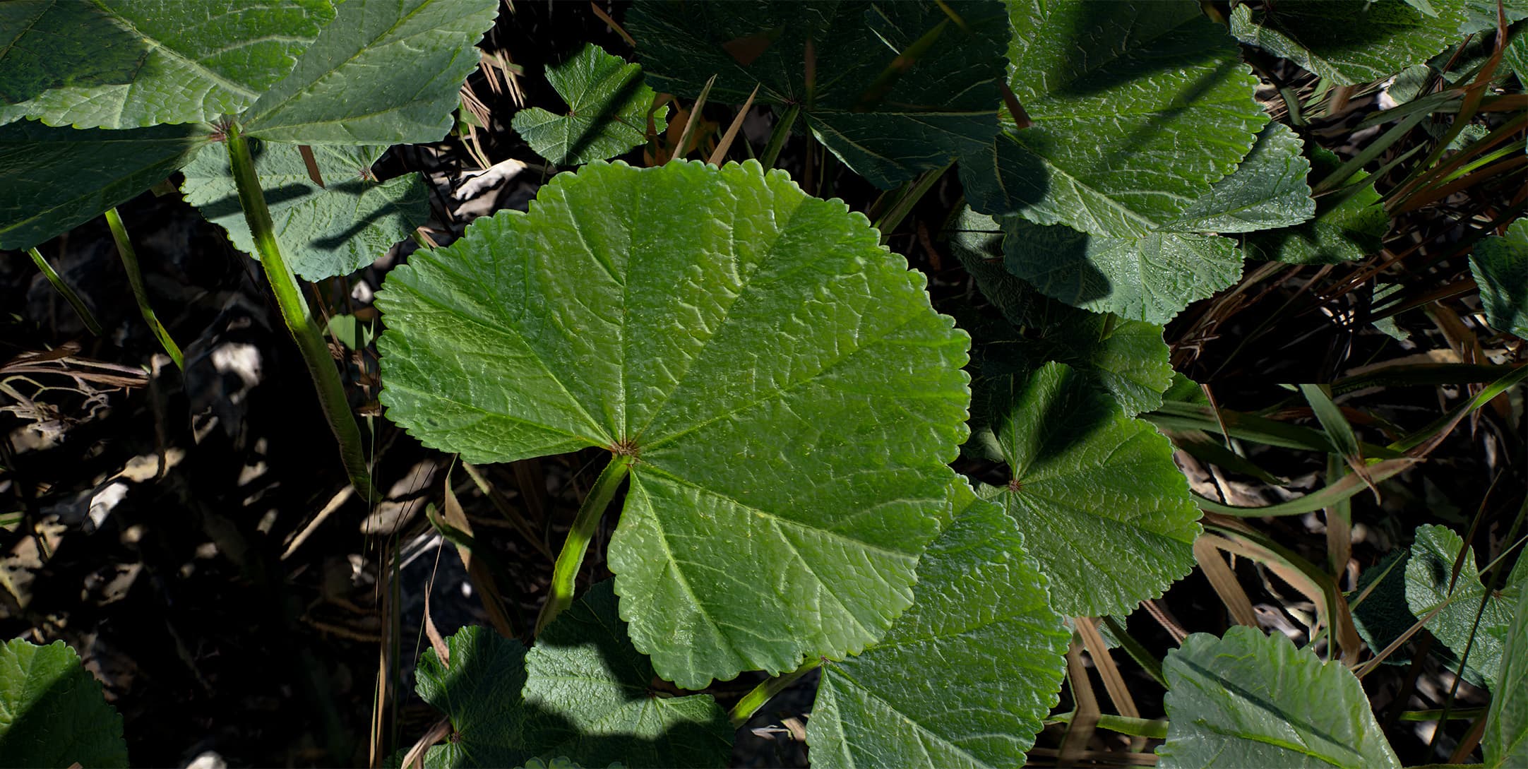 Mallow