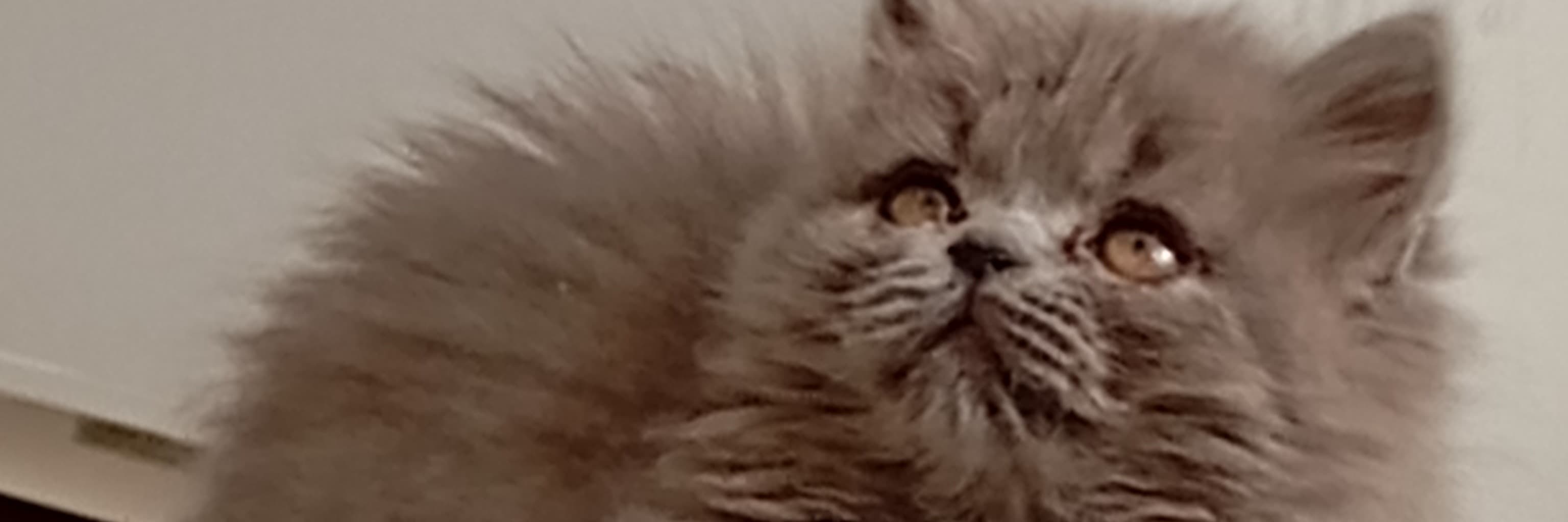 کاور پروفایل معین رحیمی